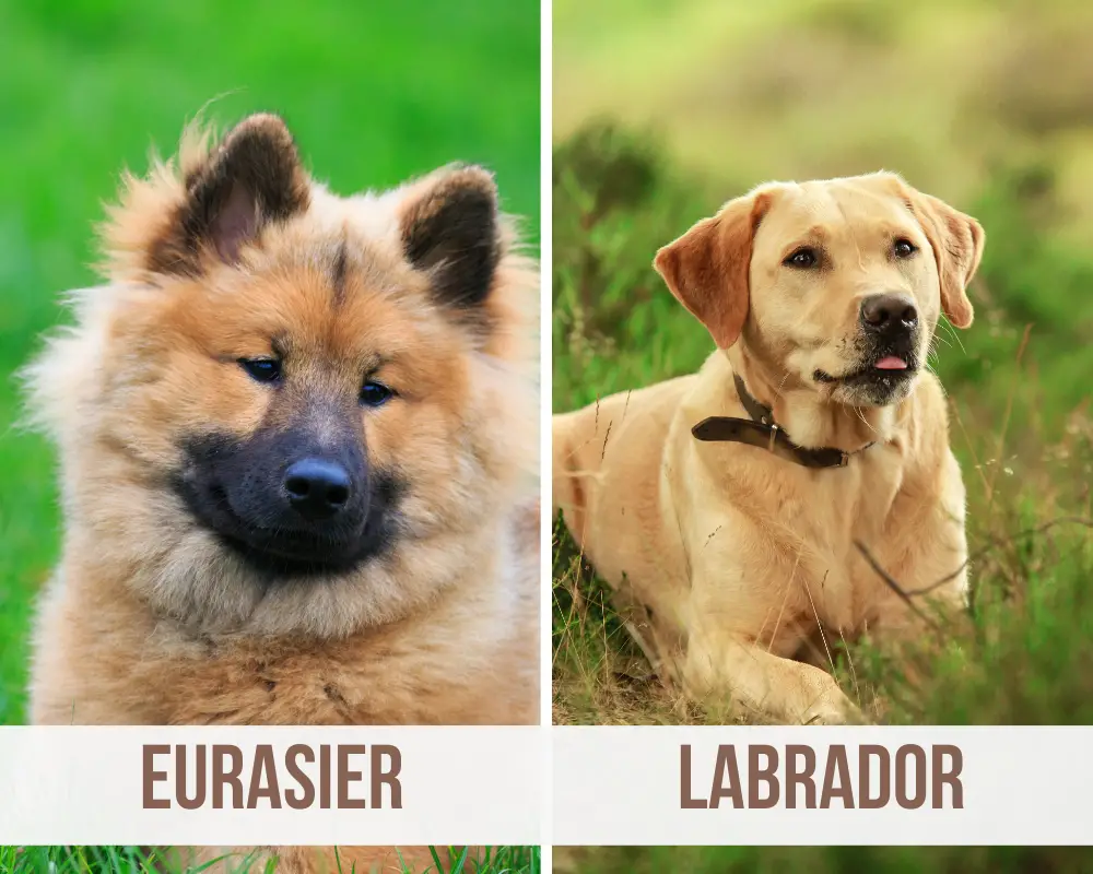 eurasier labrador mix