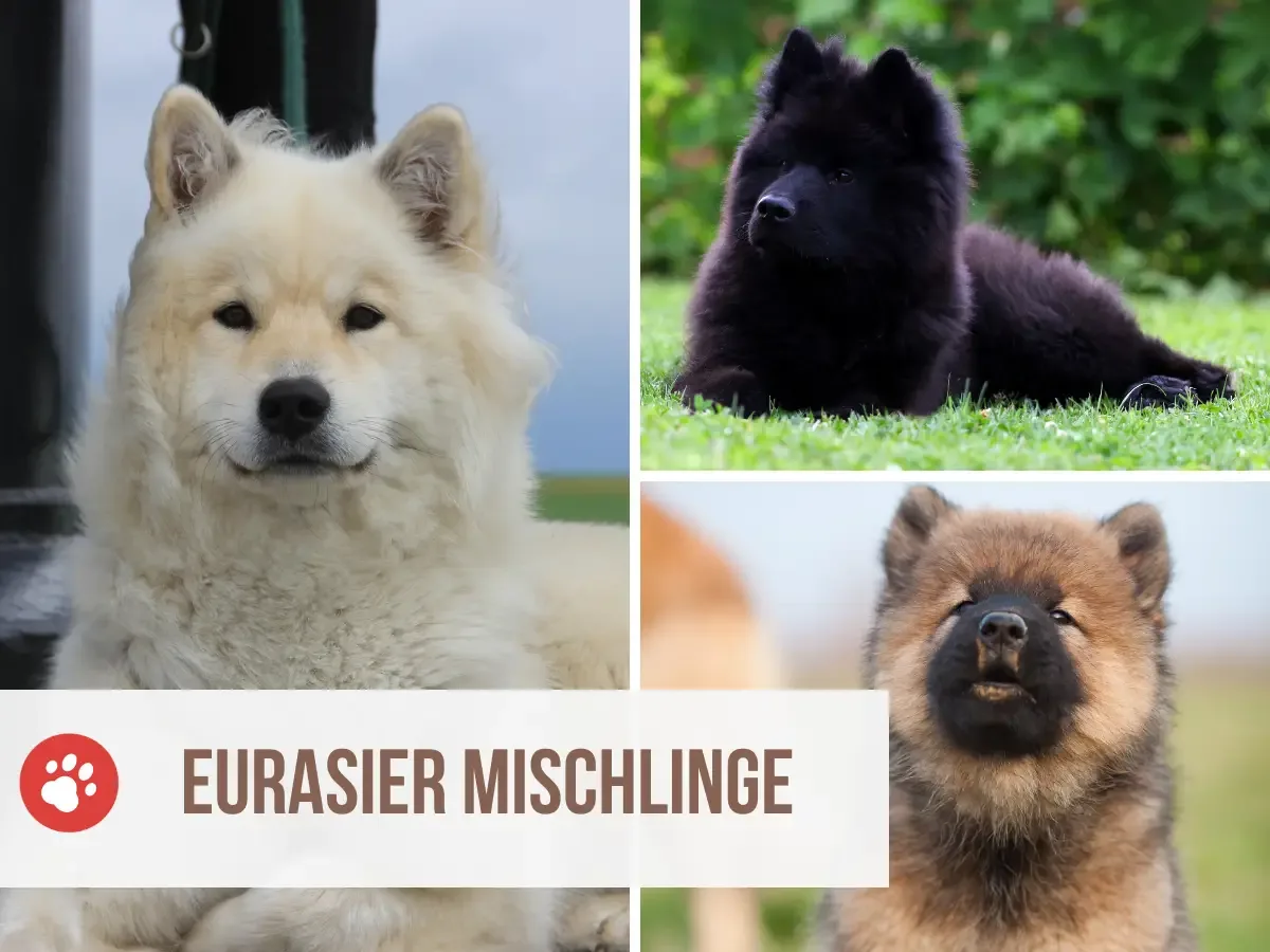 eurasier mischlinge