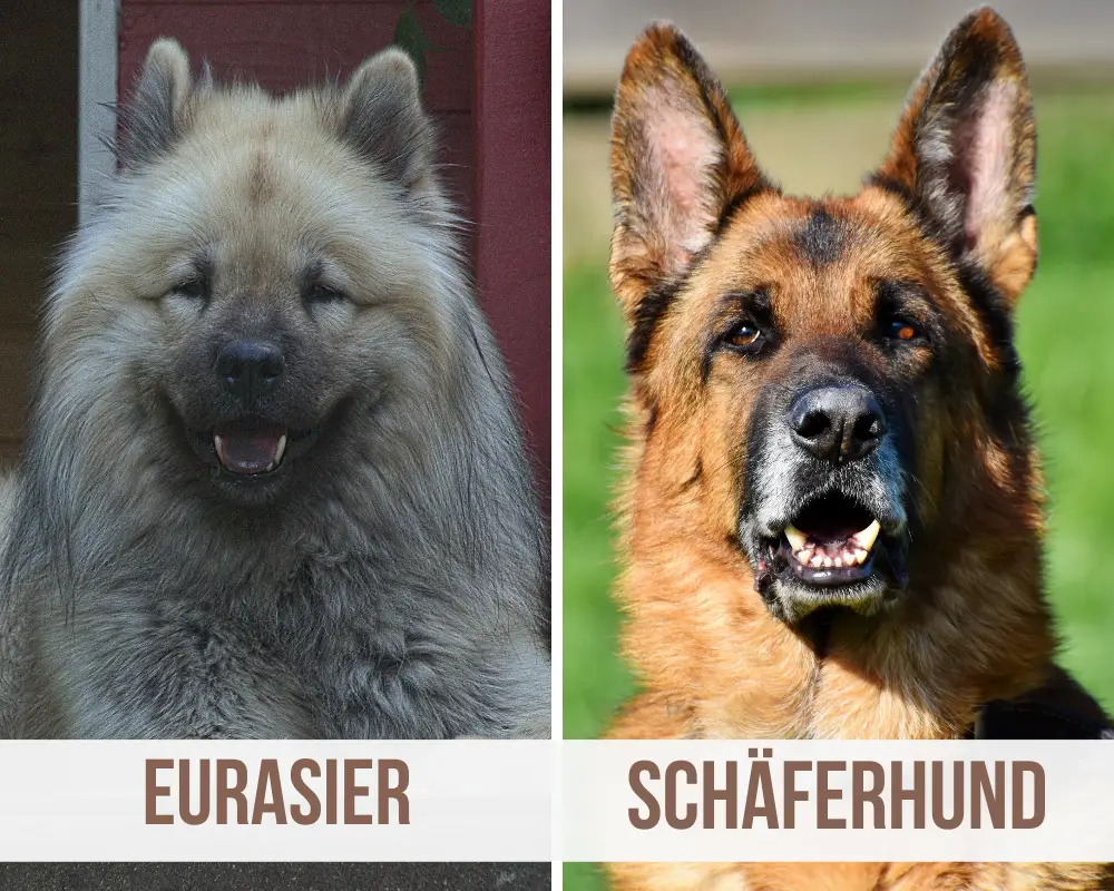 eurasier schäferhund mix