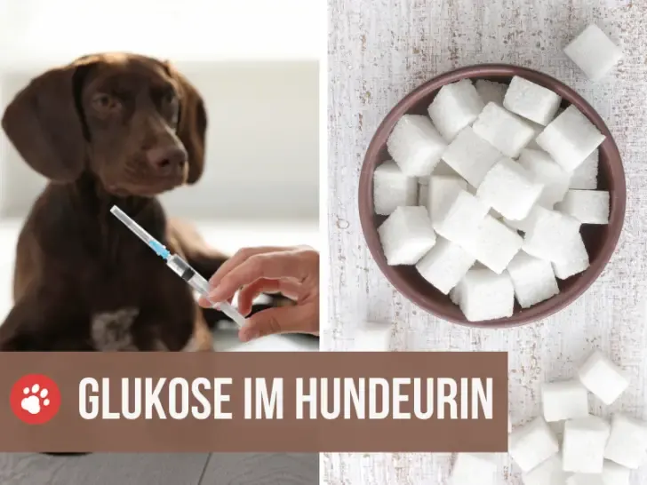 Glukose im Urin beim Hund: Erstes Anzeichen für Diabetes