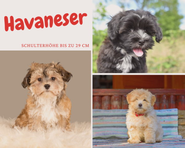 Viva Animal Hunde Bis 30cm