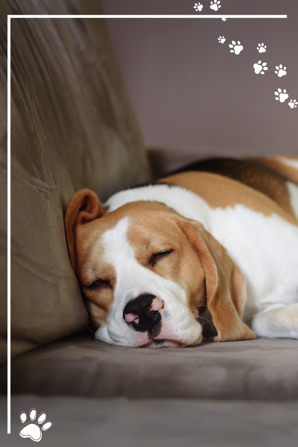 Stilvolle Hunde Warme Nase Ebenbild