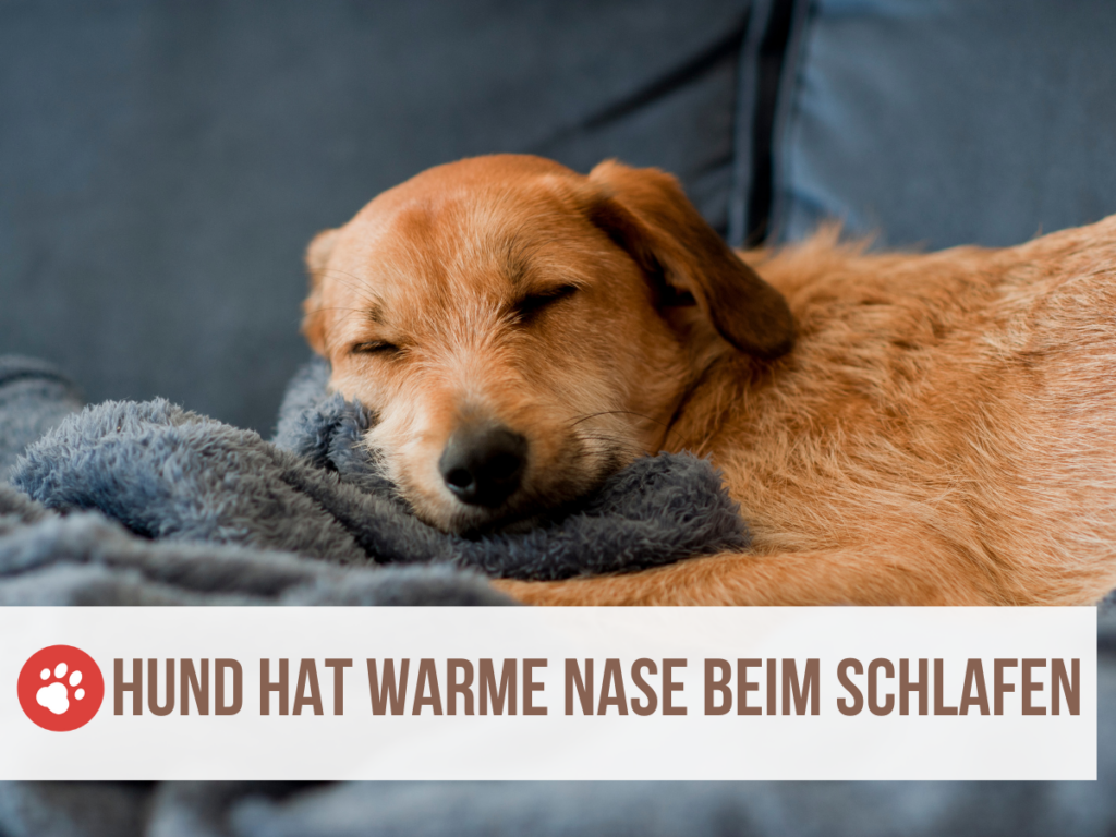 Mein Hund pinkelt auf seinen Schlafplatz [6 Gründe & Lösungen]