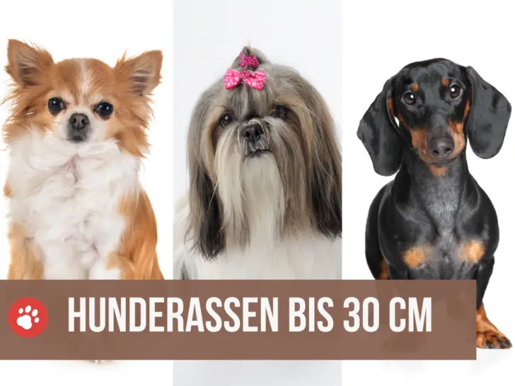 13 niedlich, kleine Hunderassen bis 30 cm Schulterhöhe (mit Bildern)