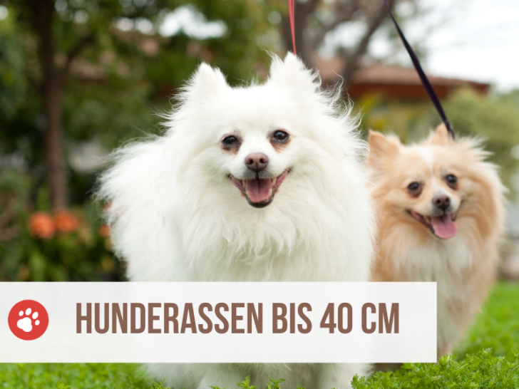 15 süße, kleine Hunderassen bis 40 cm Schulterhöhe