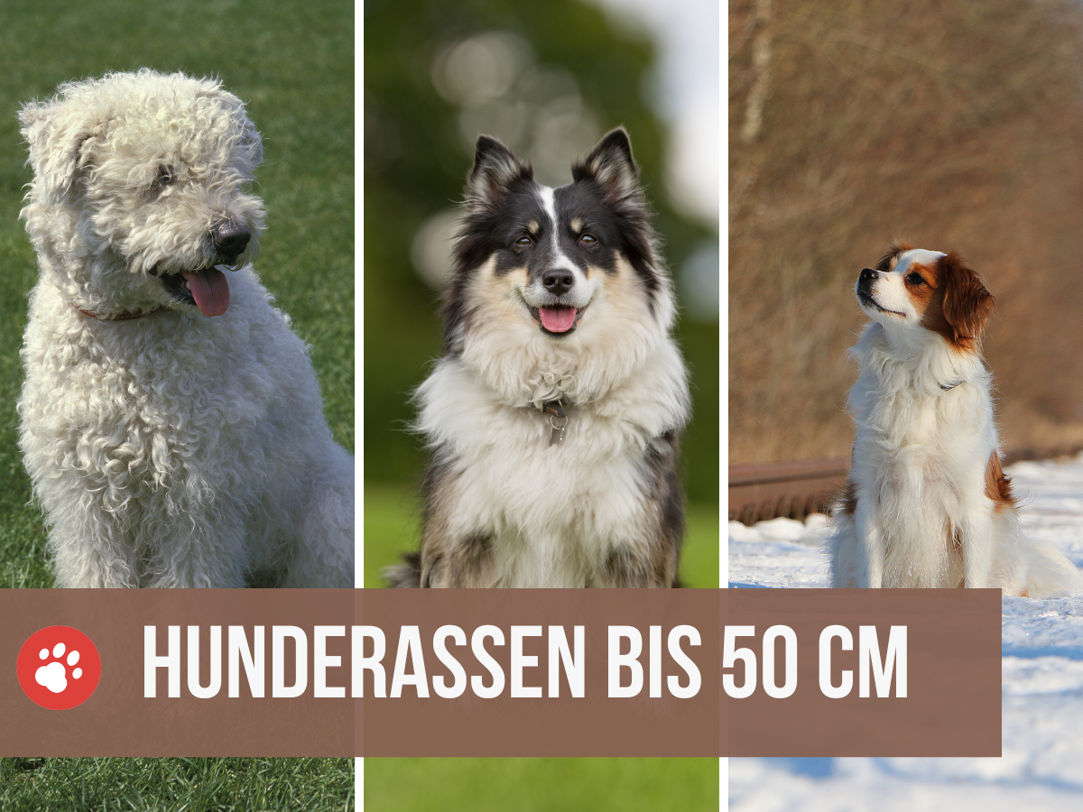 Rektangel Fritagelse midlertidig 15 mittelgroße Hunderassen bis 50 cm Widerristhöhe (mit Bildern)