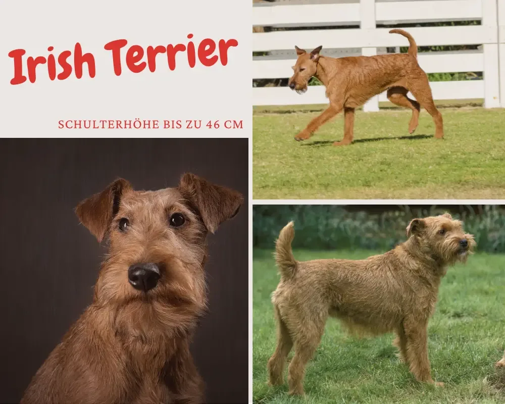 irish terrier schulterhöhe bis 46 cm