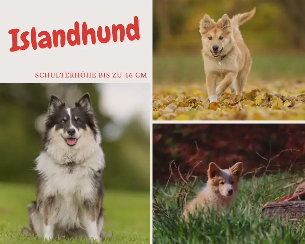 islandhund schulterhöhe bis 46 cm