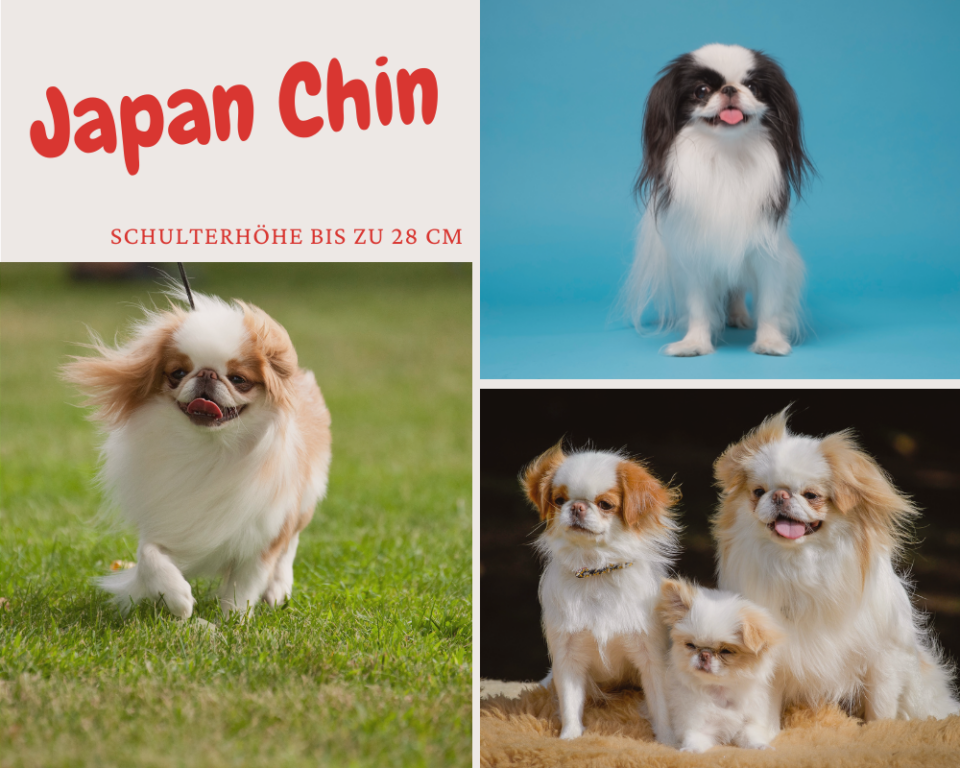 Viva Animal Hunde Bis 30cm