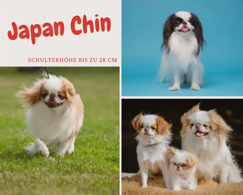japan chin schulterhöhe bis 28 cm