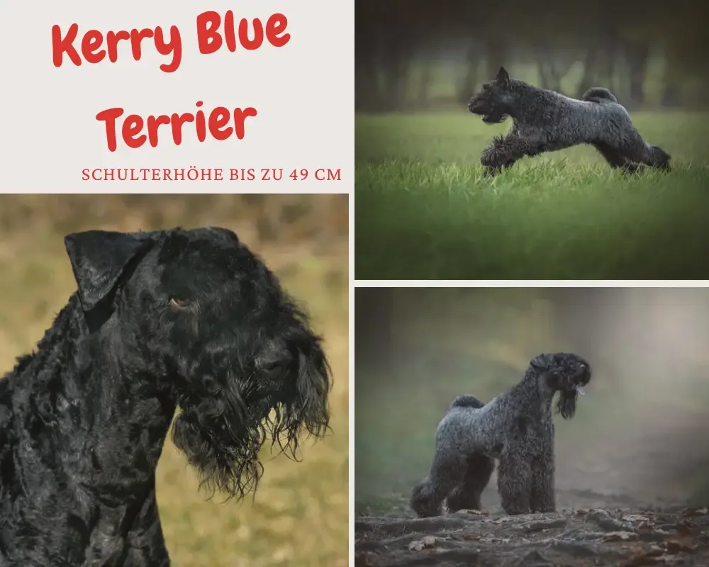 kerry blue terrier schulterhöhe bis 49 cm