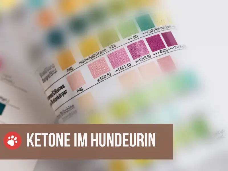 ketone im urin hund