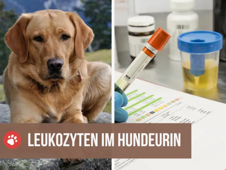 Mein Hund hat Leukozyten im Urin: Was bedeutet das?