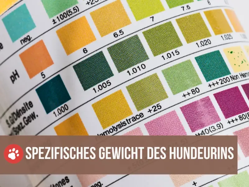 spezifisches gewicht urin hund