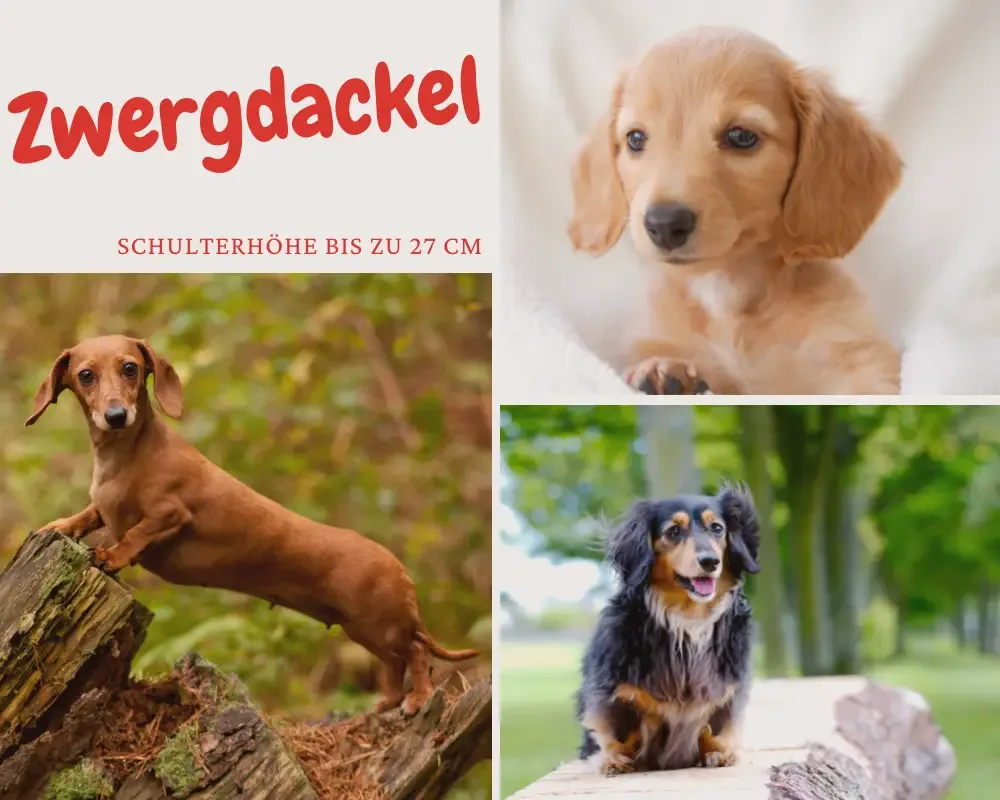 zwergdackel-miniature dachshund schulterhöhe bis 27 cm