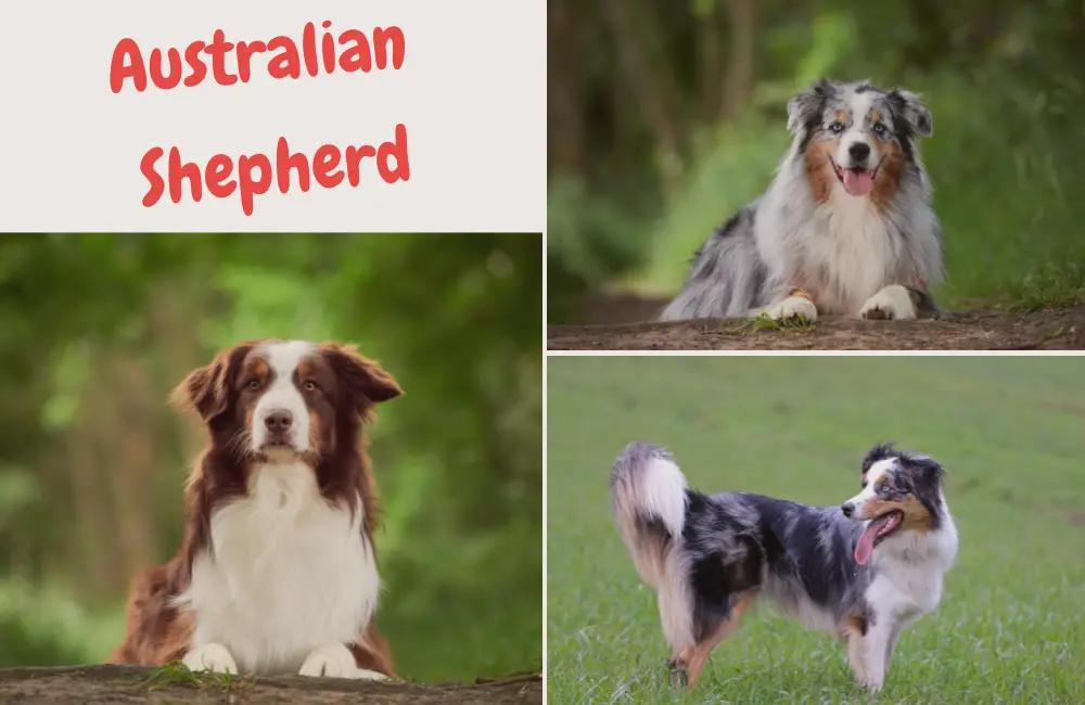 Australian Shepherd - kleiner hütehund