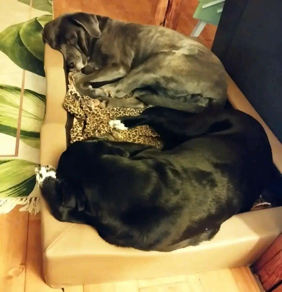 Zwei Hunde schlafen in einem Hundebett