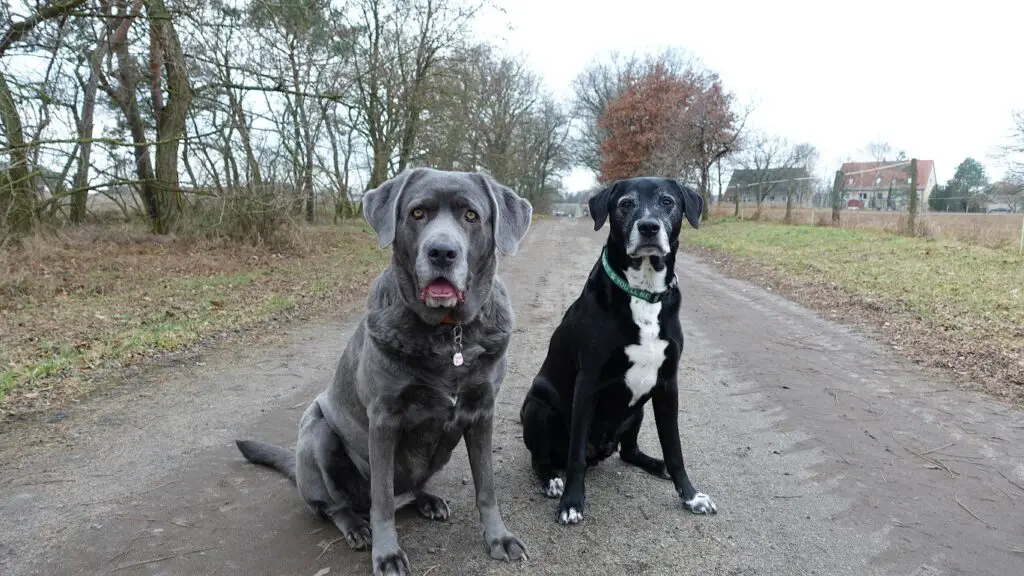 Zwei Hunde sitzen auf einem Feldweg