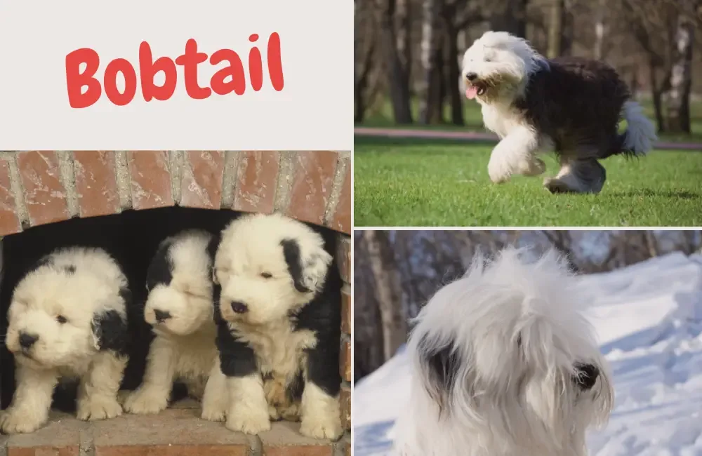 Bobtail - Old English Sheepdog - kleiner hütehund