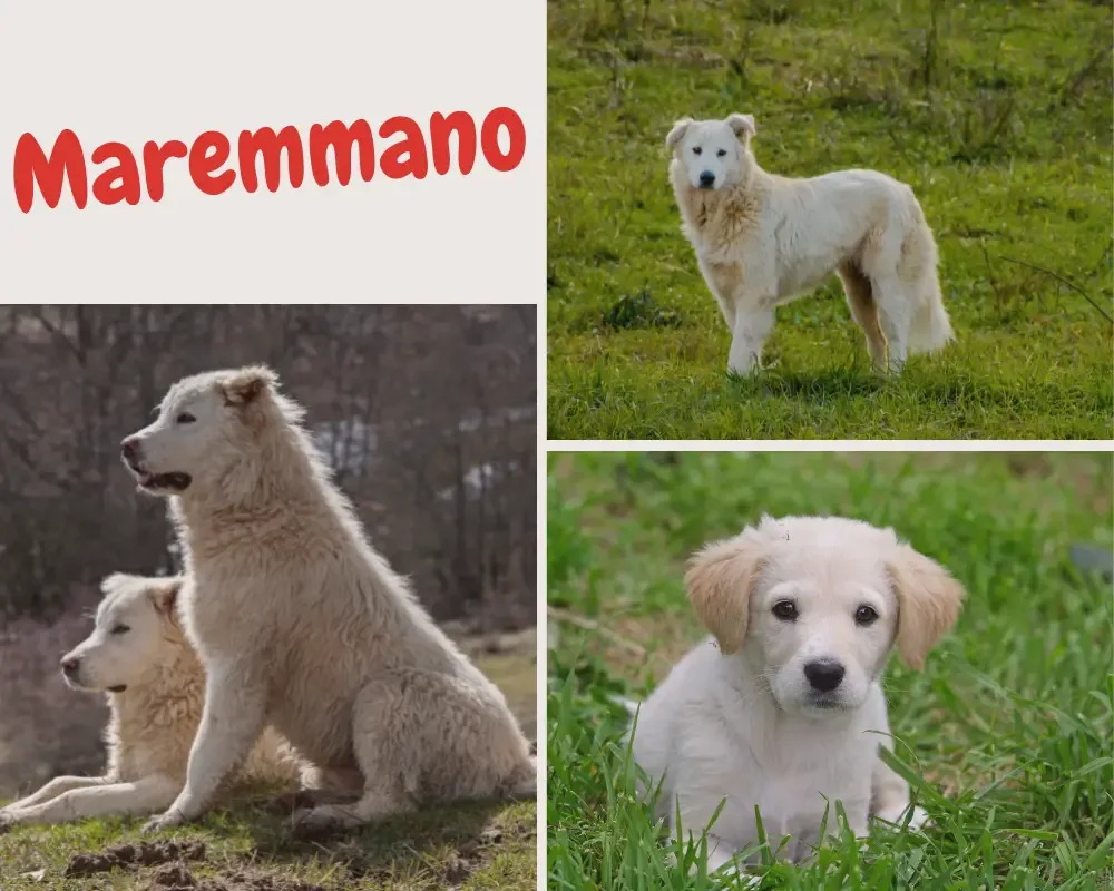 Maremmen-Abruzzen-Schäferhund - weißer Hütehund