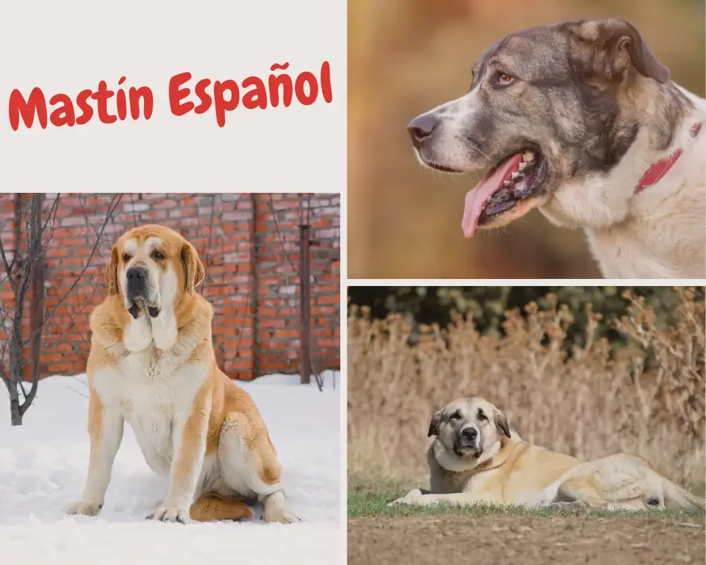 Mastín Español mit schulterhöhe bis zu 88 cm