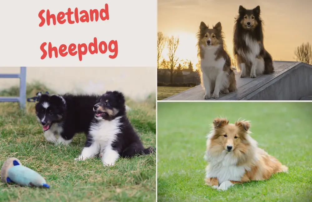 Shetland Sheepdog Sheltie - kleiner hütehund