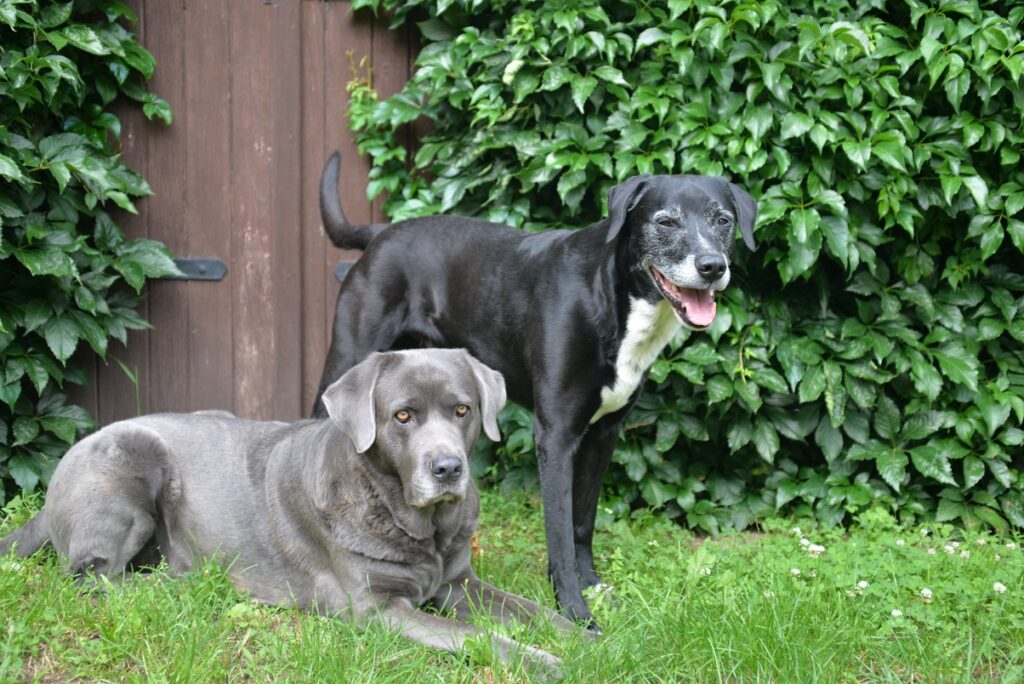Spürt ein Hund wenn jemand stirbt? Verblüffende Erkenntnisse über