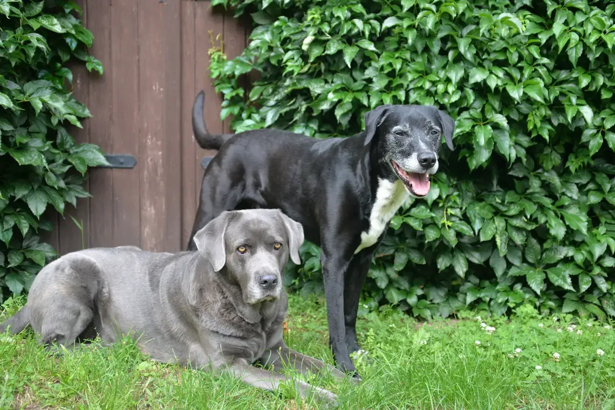 Zwei Hunde im Garten