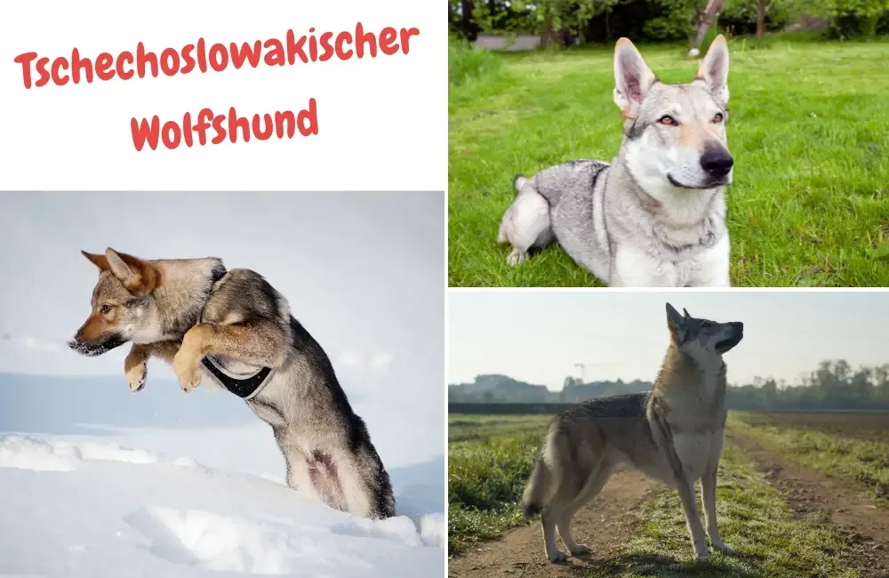 Tschechoslowakischer Wolfshund - schulterhöhe bis zu 65 cm