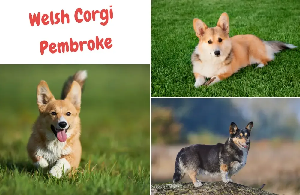 Welsh Corgi Pembroke - kleiner hütehund