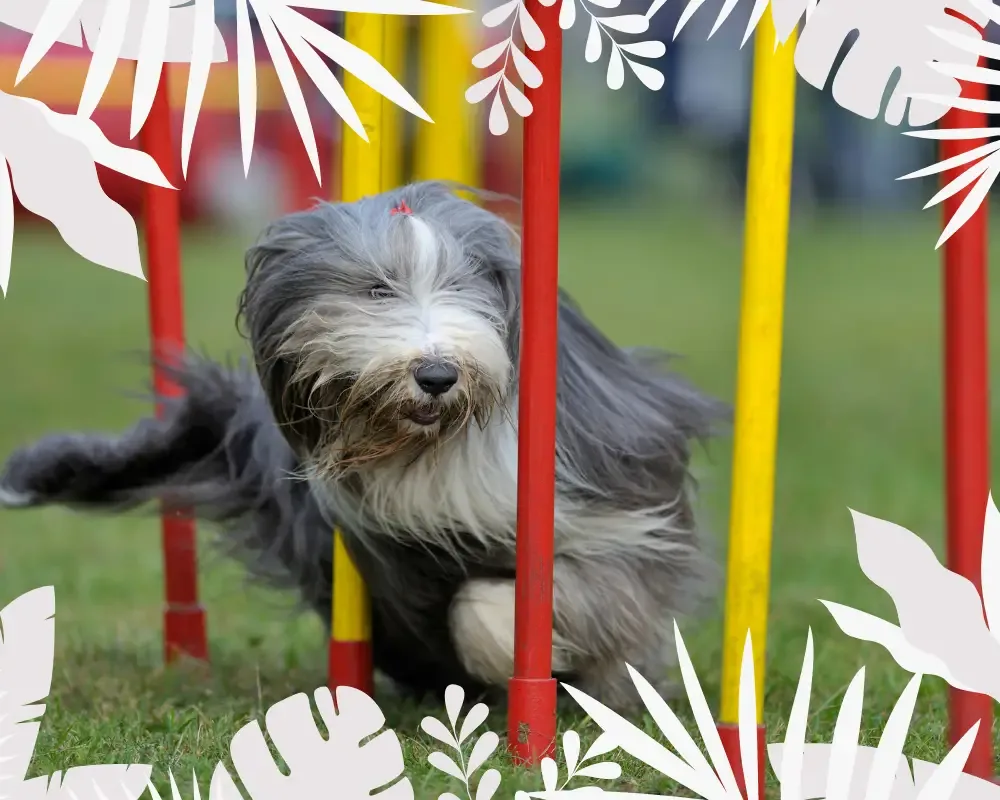 bearded collie beim slalom