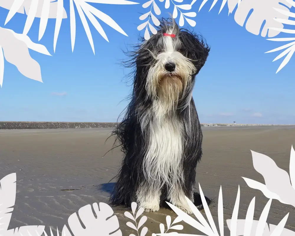 bearded collie weibchen am strand