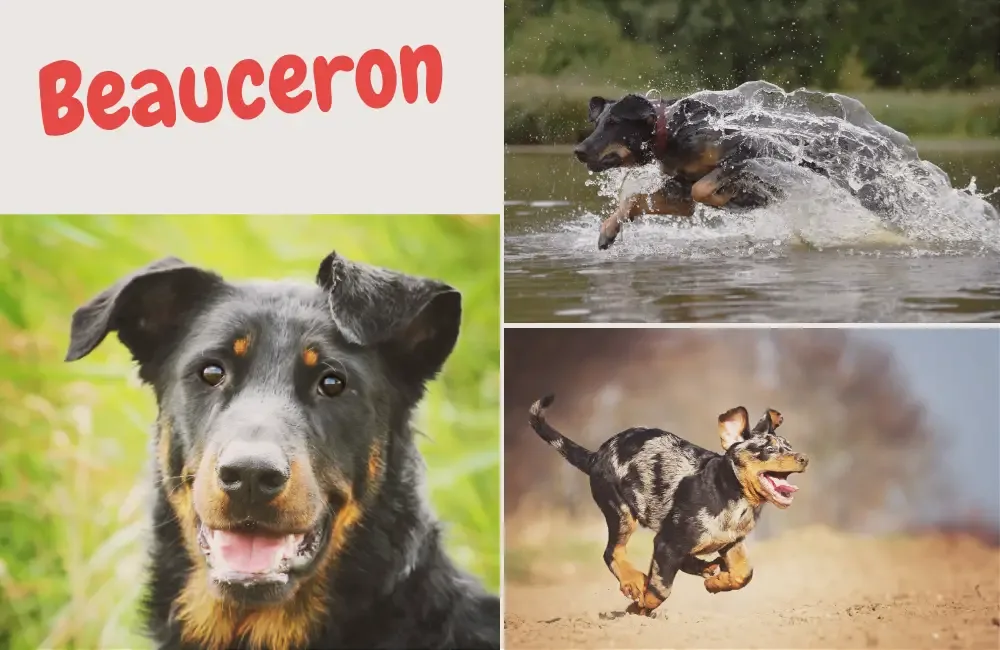 beauceron - schulterhöhe bis zu 70cm