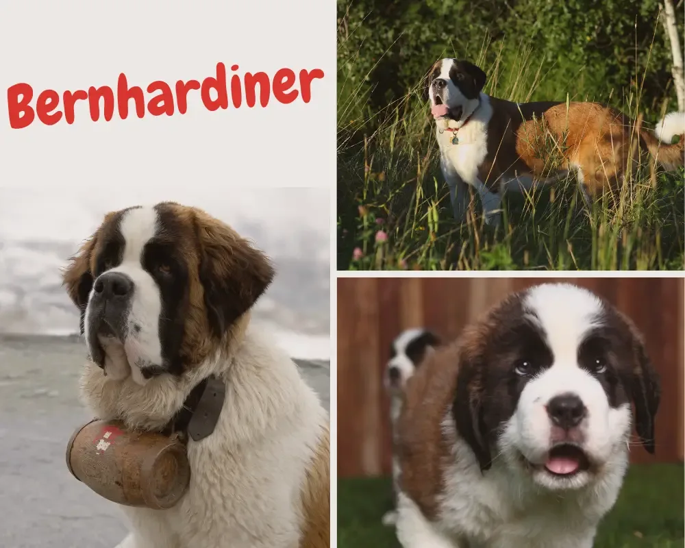 bernhardiner mit schulterhöhe bis zu 90 cm
