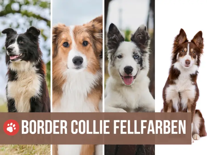 Border Collie Farben: Alle 23 anerkannten Fellfarben