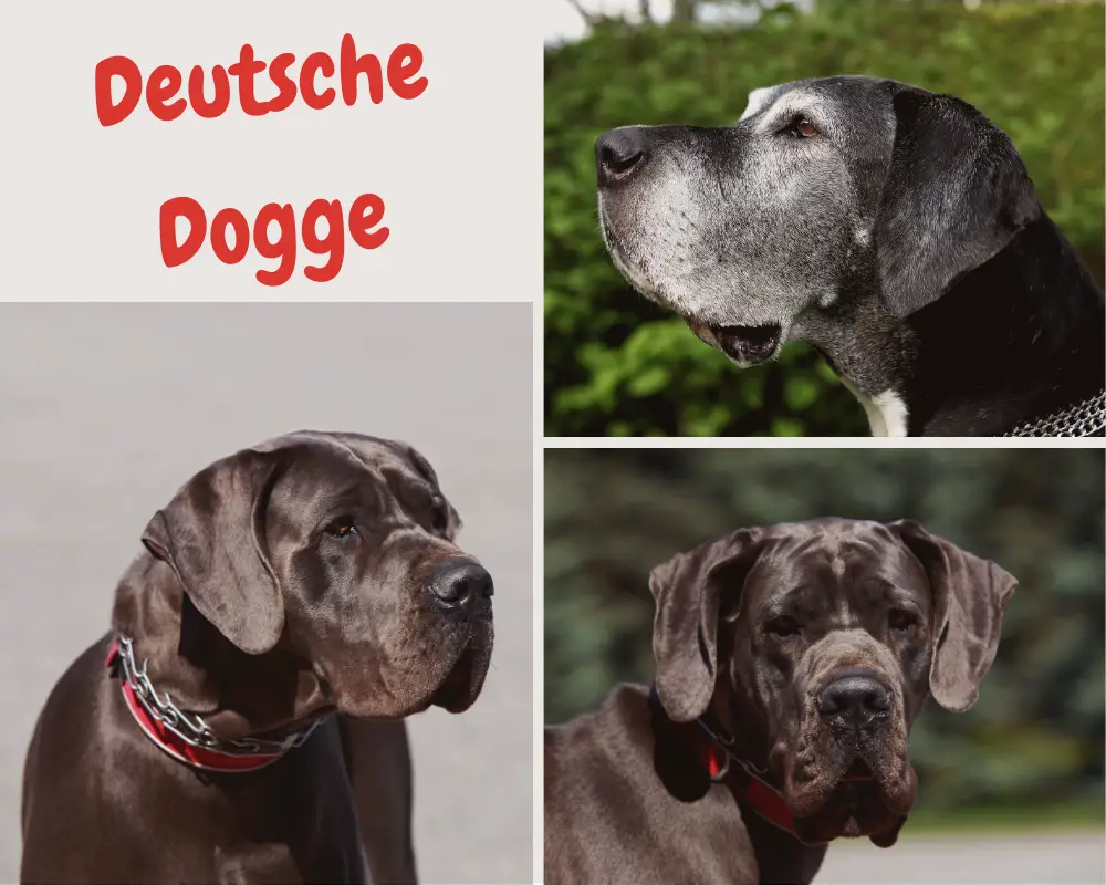 deutsche dogge mit schulterhöhe bis zu 90cm