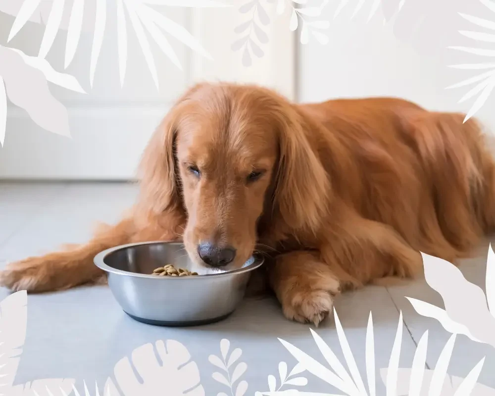 hund frisst sein futter auf dem boden