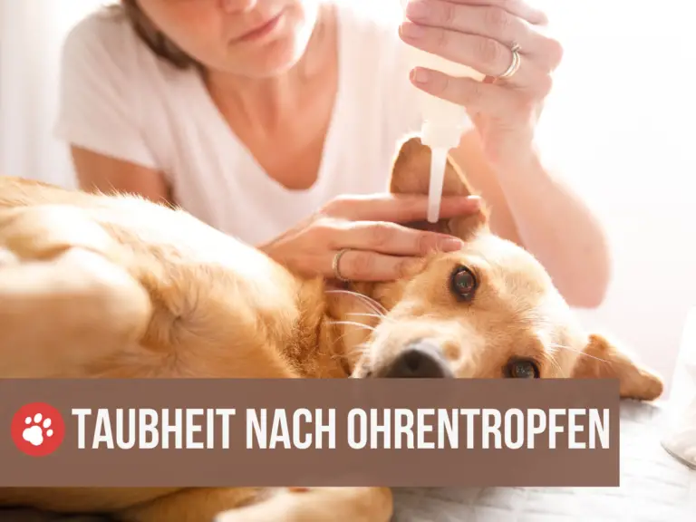 Hund taub nach Ohrentropfen: Gründe und warum du sie trotzdem geben solltest