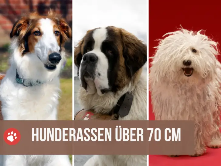 15 große Hunderassen über 70 cm Schulterhöhe (mit Bildern)