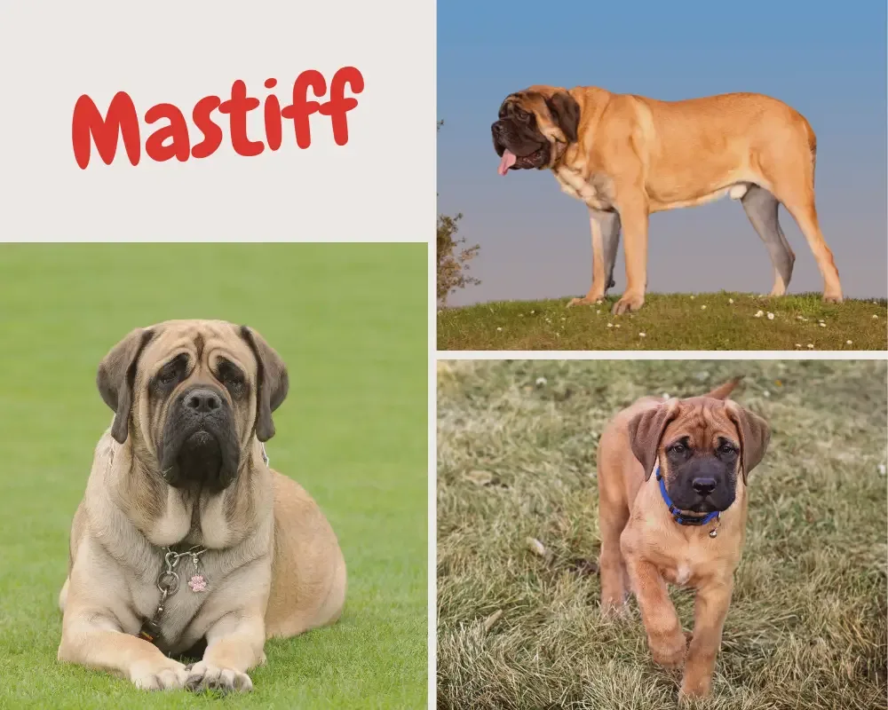 mastiff mit schulterhöhe bis zu 91cm