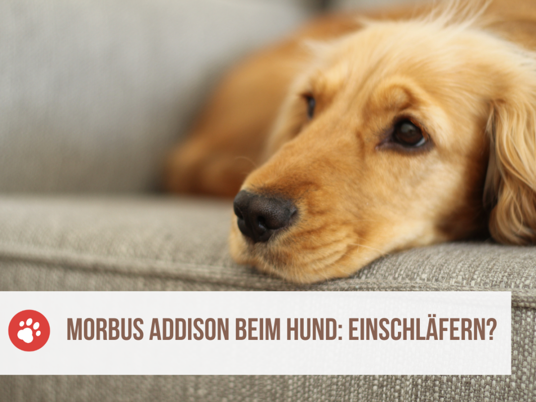 Morbus Addison beim Hund Muss ich ihn einschläfern?