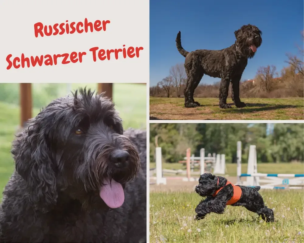 russischer schwarzer terrier mit schulterhöhe bis zu 72 cm