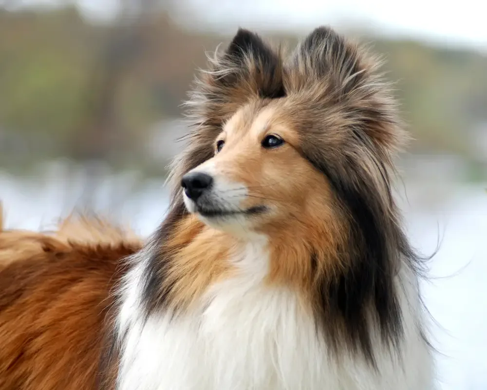 sheltie mit aufgestellten ohren
