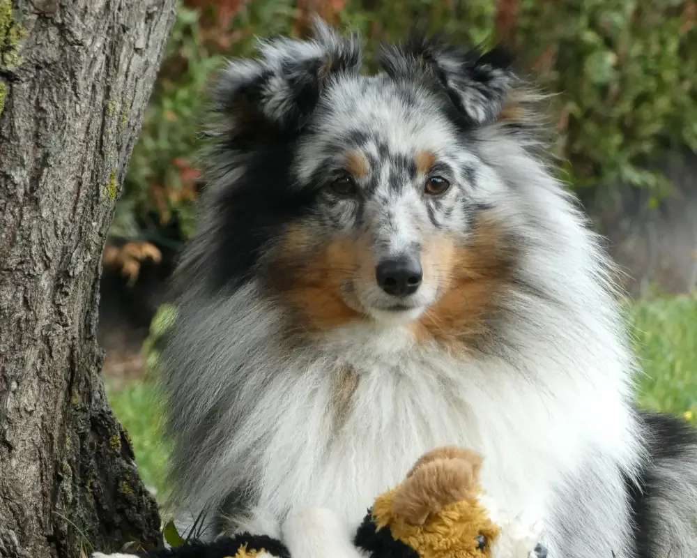 sheltie mit kuscheltier unter einem baum