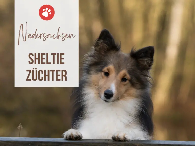 Sheltie Züchter Niedersachsen: 12 seriöse Zuchtstätten