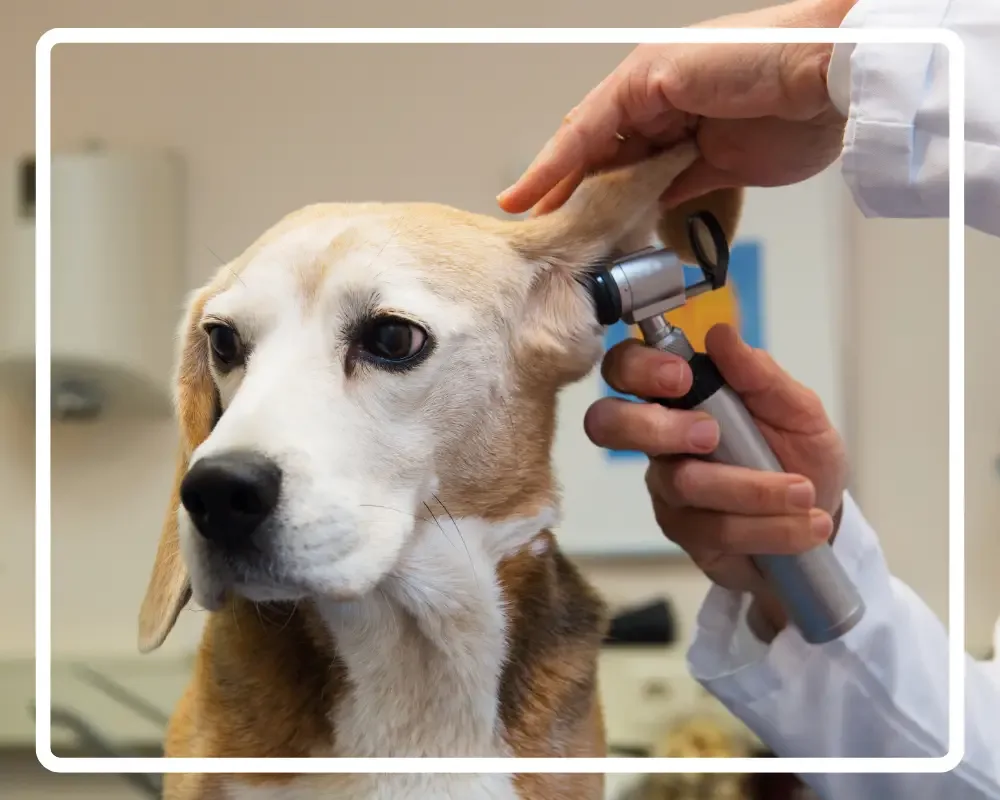 tierarzt schaut einem beagle hund ins ohr