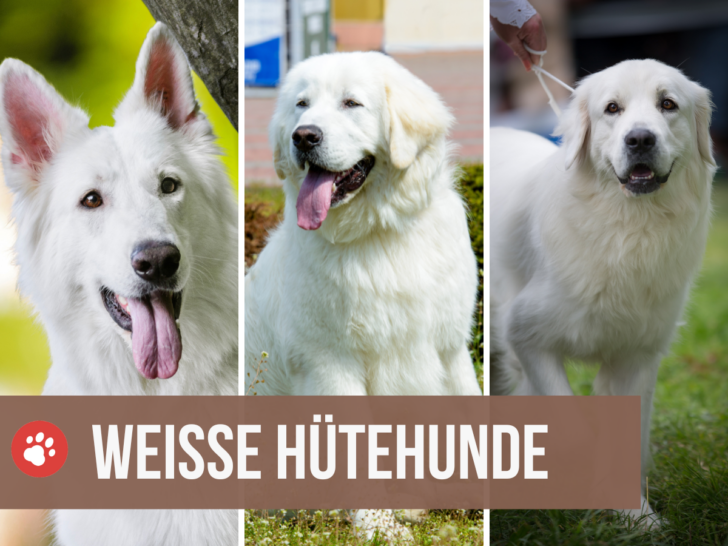 Weiße Hütehunde: Alle 8 Rassen [mit Bildern]