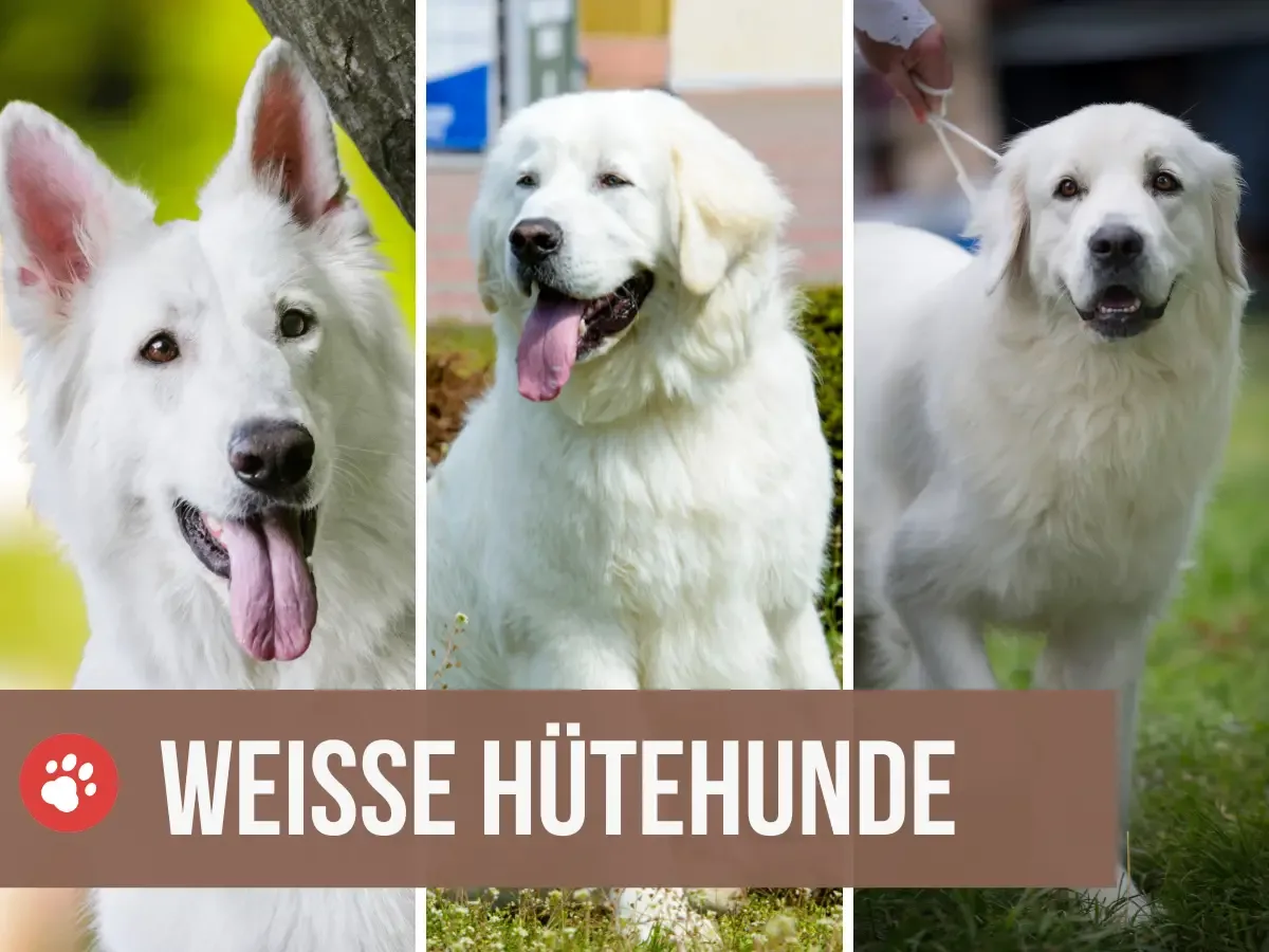 weiße hütehunde