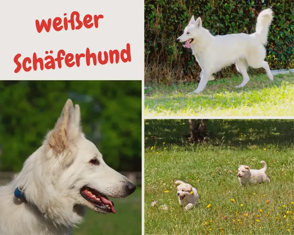 weißer Schäferhund - Berger Blanc Suisse