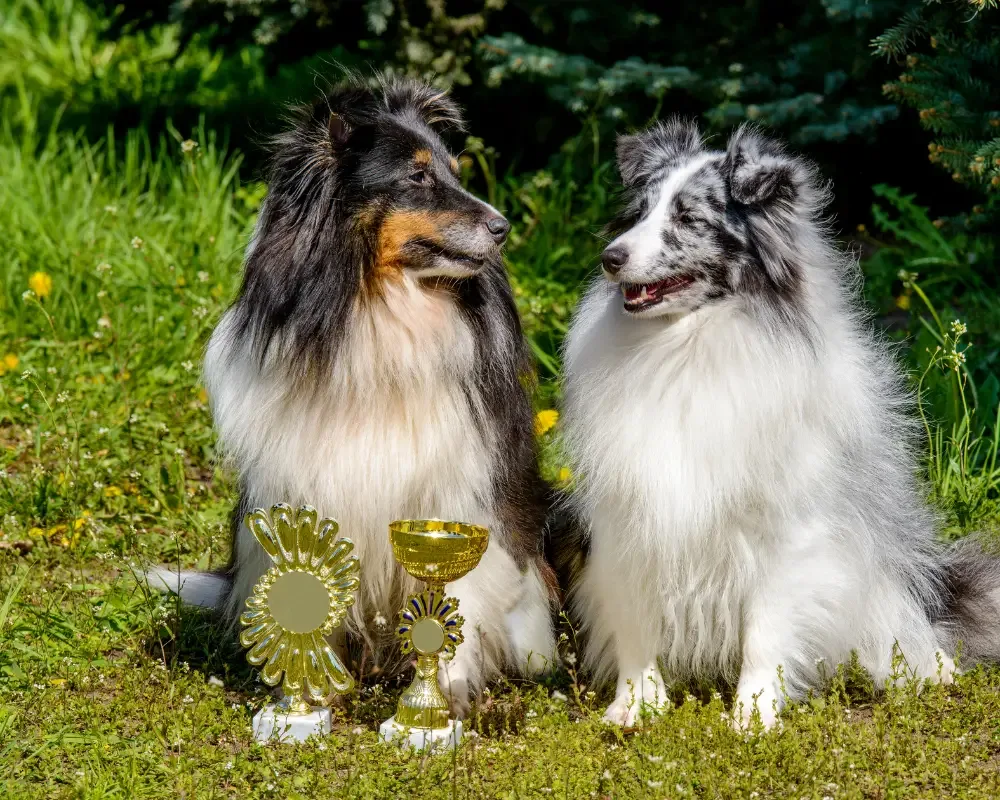 Sheltie Züchter Bayern: Alle 19 seriösen Zuchtstätten